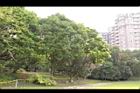 大葉楠18.JPG