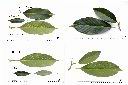 大葉石櫟-葉1.jpg