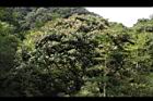 大葉石櫟-花07.JPG