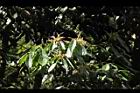 大葉石櫟-花17.JPG