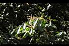 大葉石櫟-花20.JPG