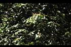 大葉石櫟-花21.JPG