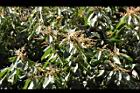 大葉石櫟-花22.JPG