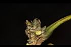大葉石櫟-芽00.JPG