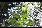 大葉石櫟-葉00.JPG