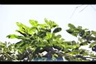 大葉石櫟-葉01.JPG