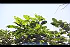 大葉石櫟-葉02.JPG
