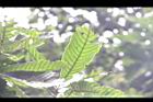 大葉石櫟-葉06.JPG