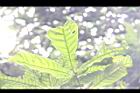大葉石櫟-葉07.JPG