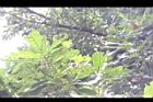 大葉石櫟-葉08.JPG