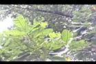 大葉石櫟-葉09.JPG