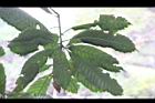 大葉石櫟-葉10.JPG