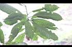 大葉石櫟-葉11.JPG