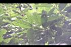大葉石櫟-葉12.JPG