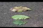 大葉石櫟-葉17.JPG