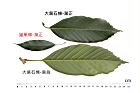 大葉石櫟-葉20.JPG