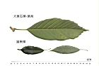 大葉石櫟-葉26.JPG
