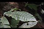 大葉石櫟-葉正07.JPG