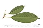 大葉石櫟-葉背11.JPG