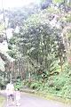 大葉石櫟04.JPG