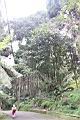 大葉石櫟05.JPG