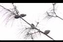 天龍二葉松-毬果05.JPG