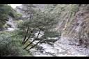 天龍二葉松10.JPG