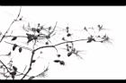 天龍二葉松-毬果03.JPG