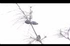 天龍二葉松-毬果04.JPG