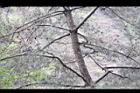 天龍二葉松-莖2.JPG