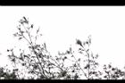 天龍二葉松-葉03.JPG