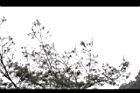 天龍二葉松-葉04.JPG