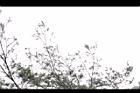 天龍二葉松-葉05.JPG