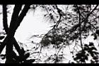 天龍二葉松-葉07.JPG