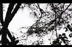 天龍二葉松-葉08.JPG