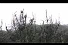 天龍二葉松-頂芽06.JPG