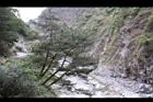 天龍二葉松09.JPG