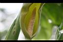 姑婆芋-花05.JPG