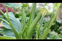 姑婆芋-花苞05.JPG
