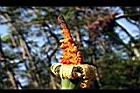 姑婆芋-實09.jpg
