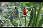 姑婆芋-花實03.jpg