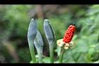 姑婆芋-花實05.jpg