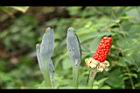 姑婆芋-花實06.jpg
