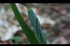 姑婆芋-花苞01.JPG