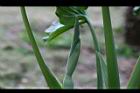 姑婆芋-花苞02.JPG