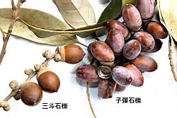 子彈石櫟-實78.JPG