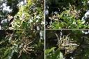 子彈石櫟-花1.jpg