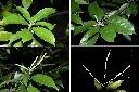 子彈石櫟-花2.jpg