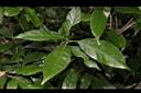 子彈石櫟-葉08.JPG