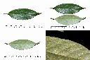 子彈石櫟-葉2.jpg